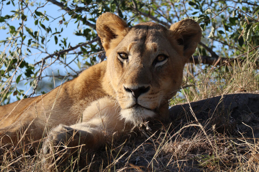South Africa 1