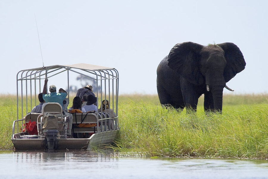 e africa elephant